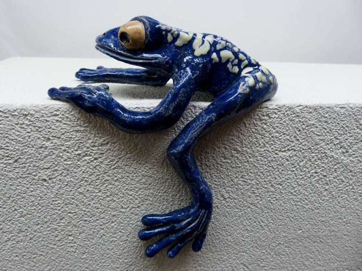 Blauwe pijlgifkikker R