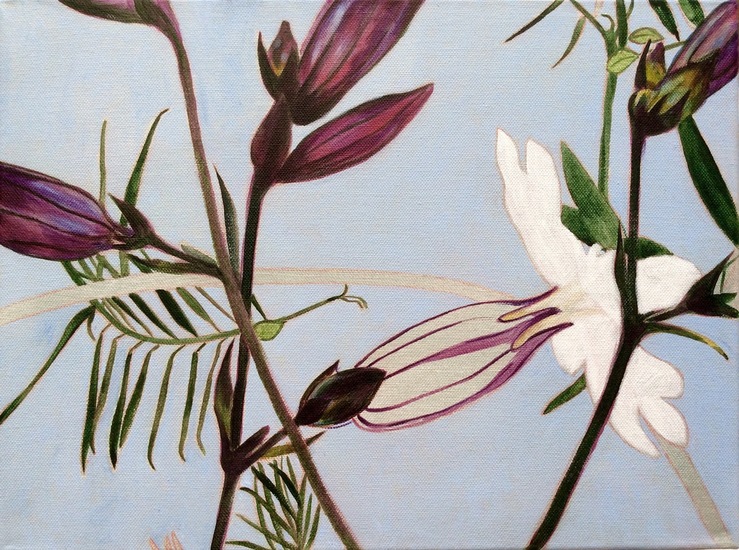 Avondkoekoeksbloemen