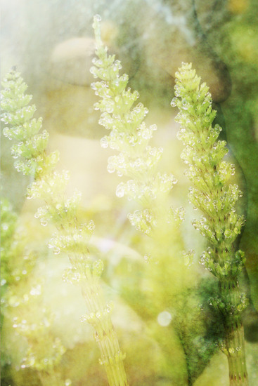 weer een ochtend in de tuin