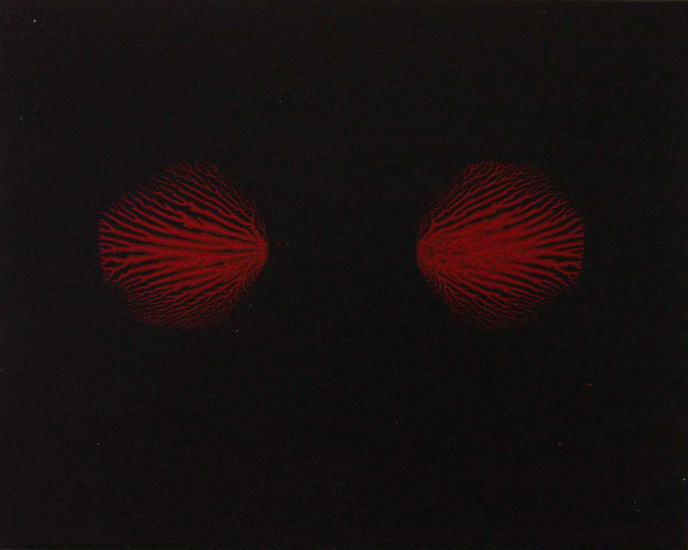 blackbackfracdoublered