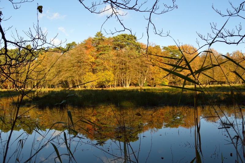 Ondergelopen weiland 1