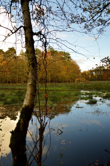 Ondergelopen weiland 2