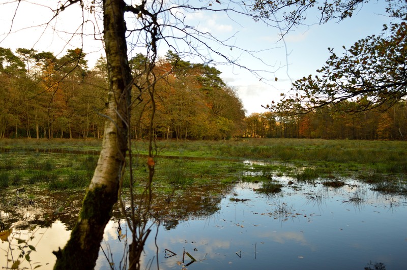 Ondergelopen weiland 3