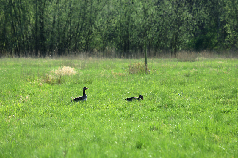 2 Ganzen in het gras
