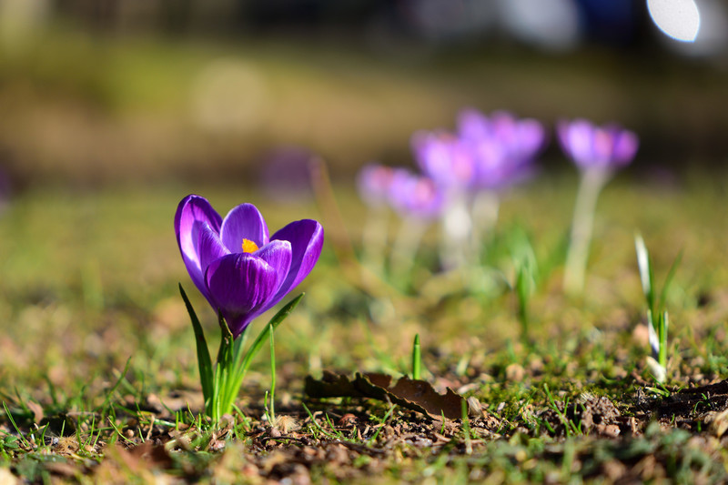 Krokus afgezonderdin de tuin