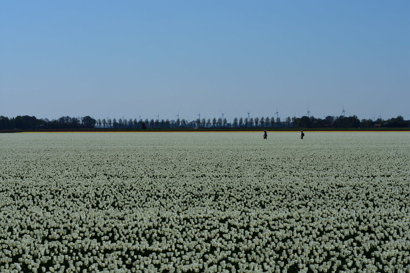Door een tulpenveld