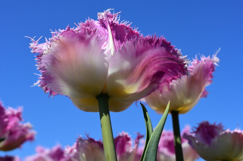 Een tulp van onderen