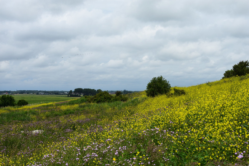 Uitzicht over het groene hart
