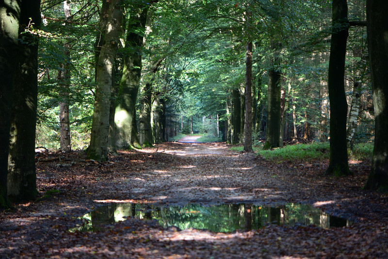 Een laan door het bos