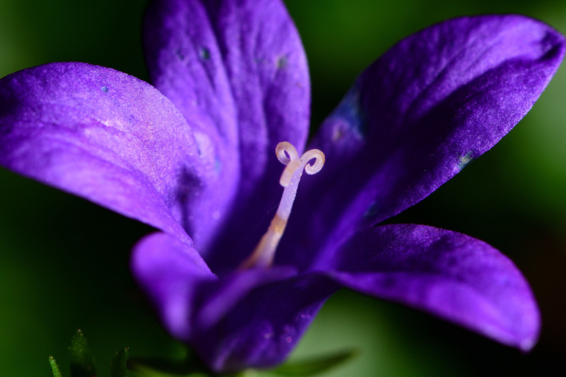 Kleine paarse bloemetje