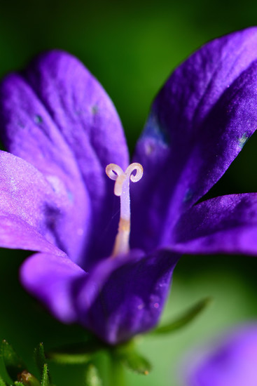 Een kleinem bloemetje