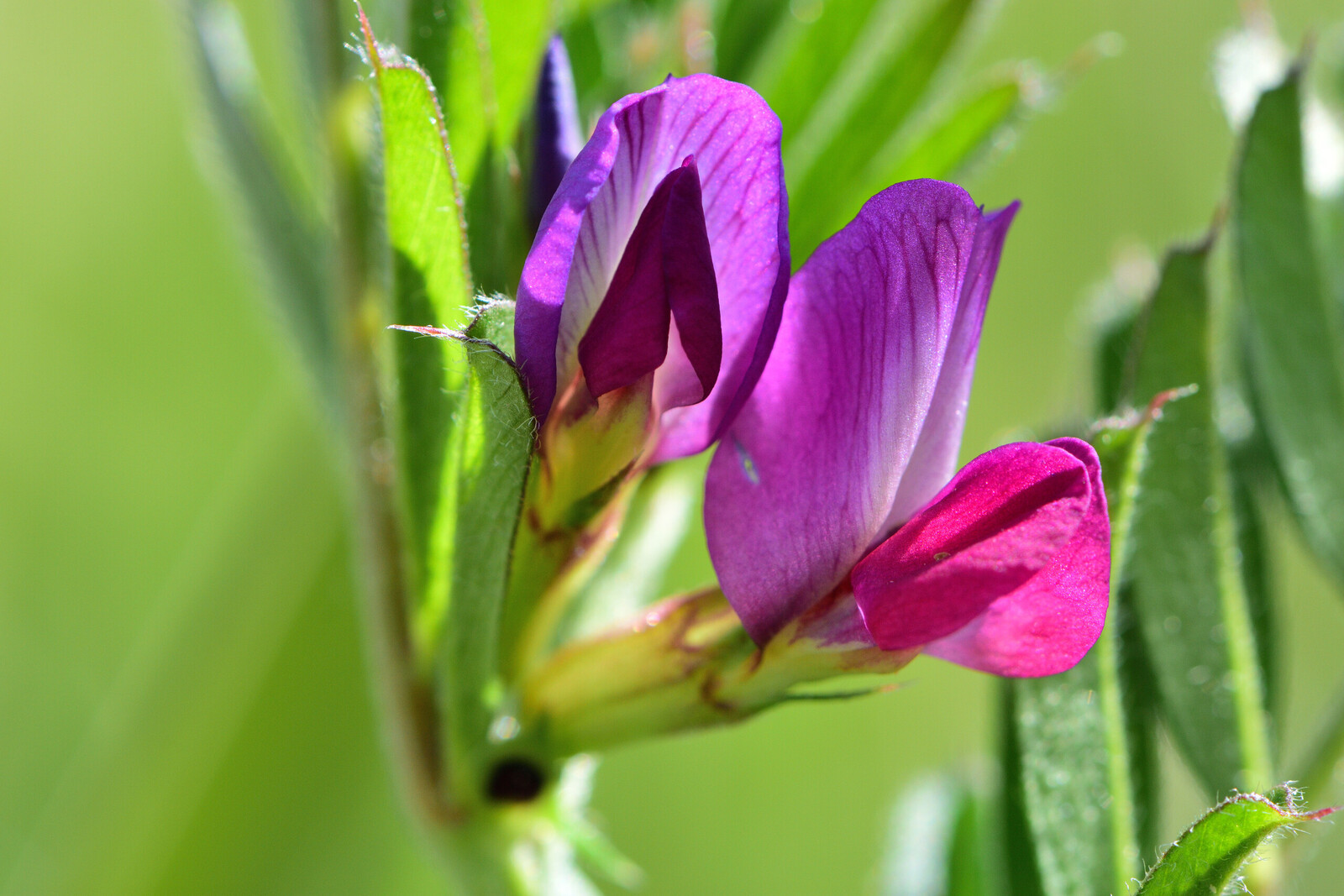Macro van een paar kleine bloemetjes
