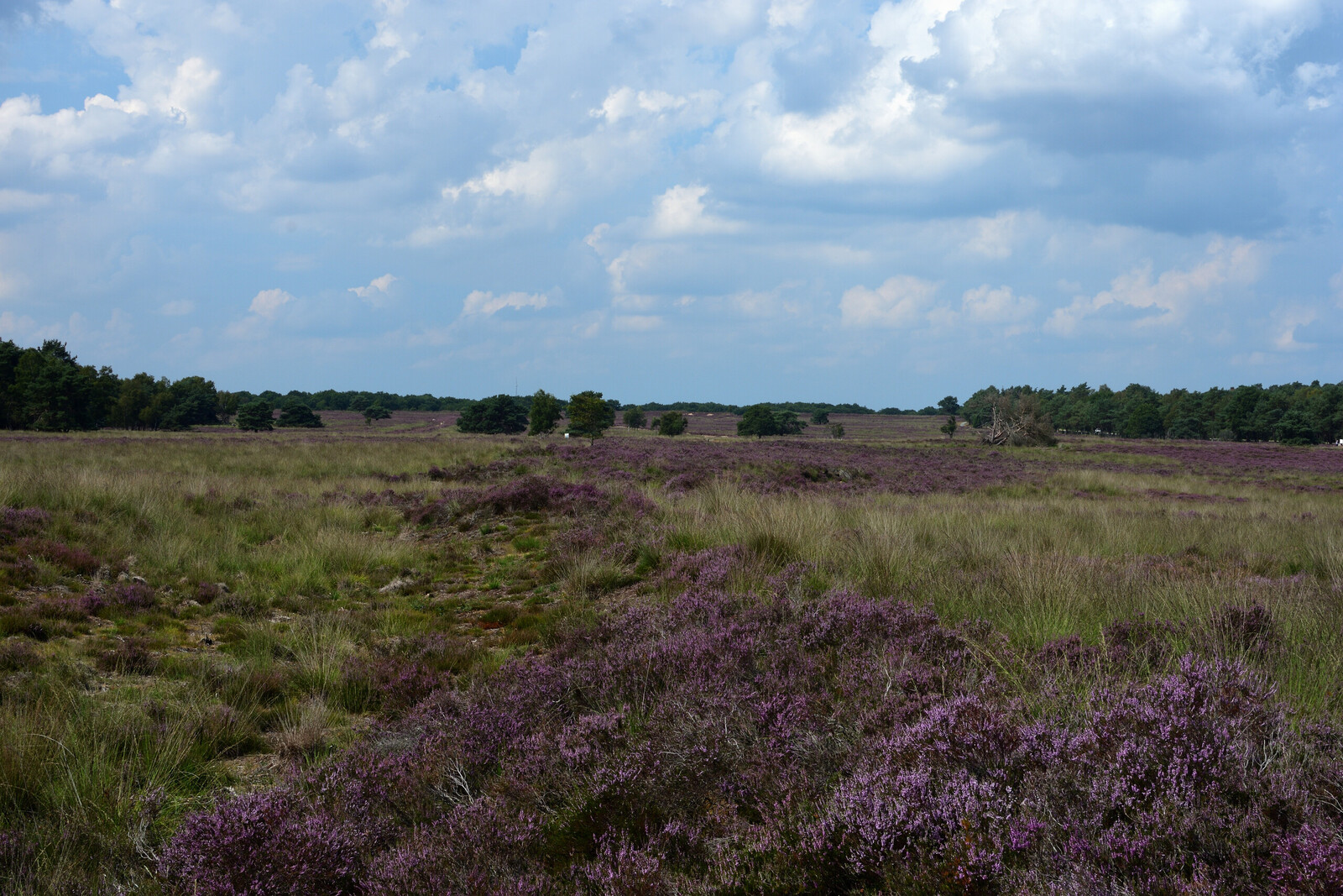 Zicht over de Ermelosche heide