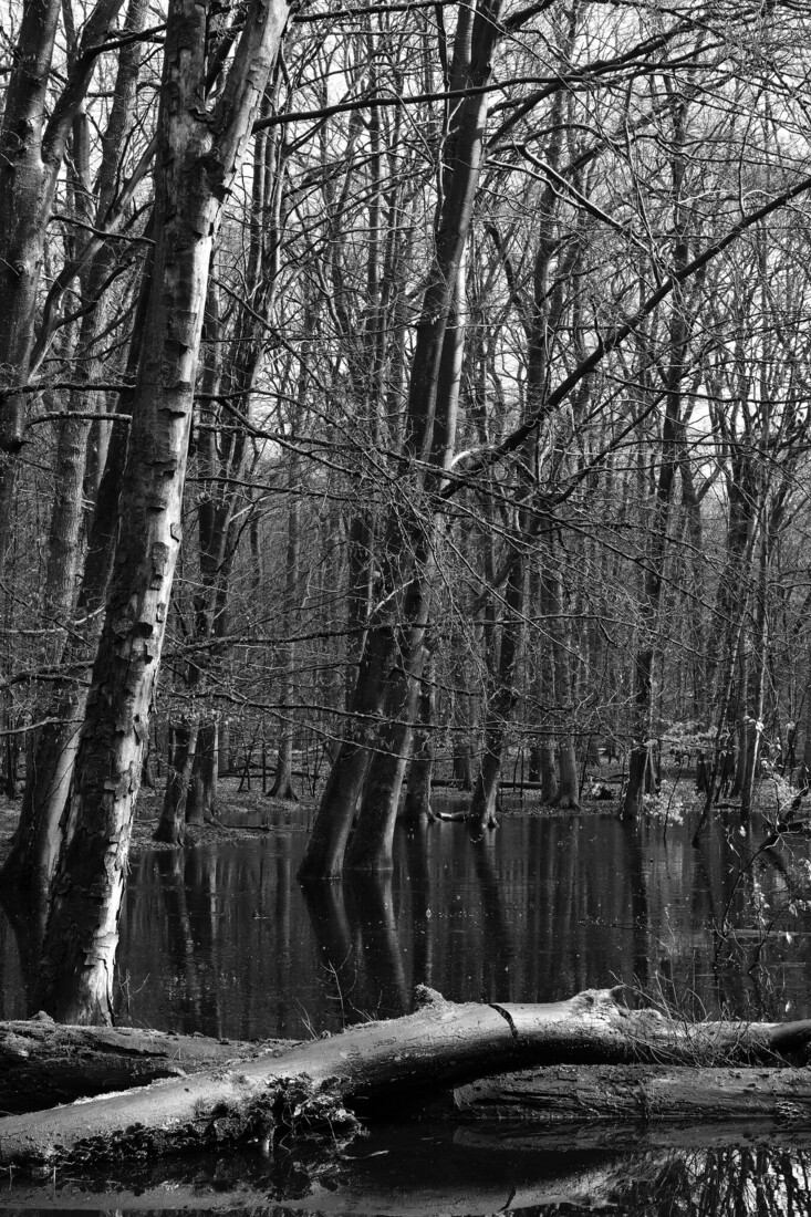 Waterbos(zwart-wit)