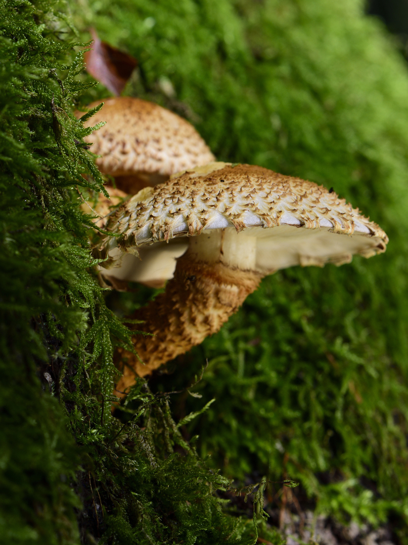 3 paddenstoelen in het mos