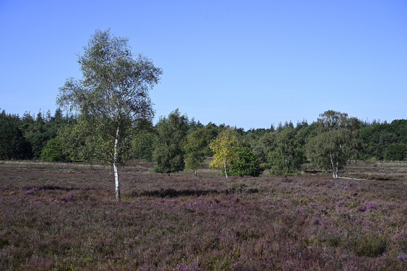 Zicht over de paarse heide met bomen