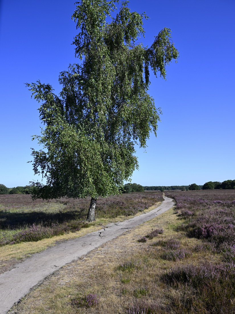Een boom met een pad over de heide