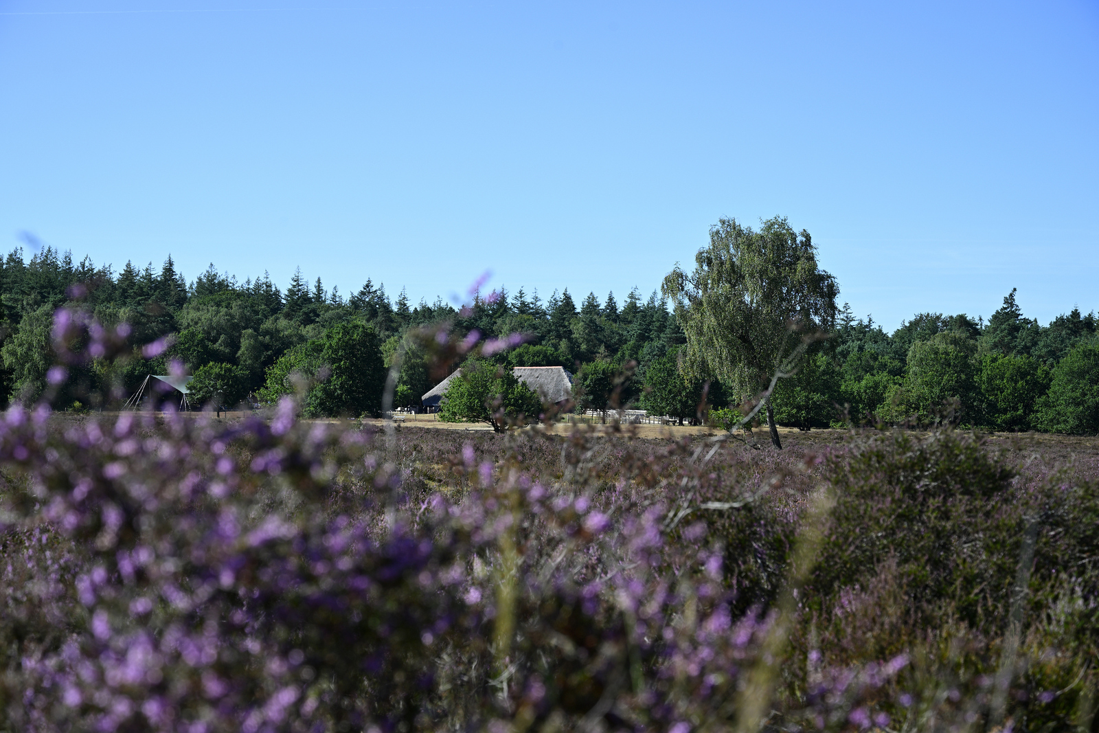 Paarse heide met  een schaapskooi