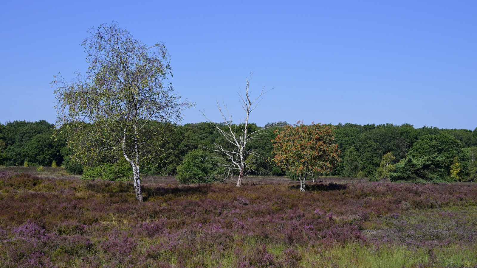 Een uitzicht over de heide met bomen