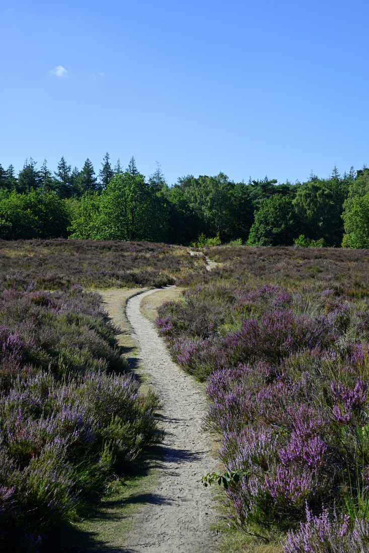 Een pad over de paarse heide