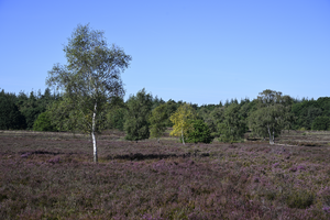 In deze map heb ik foto's van de paars bloeiende heide. De foto's zijn voornamelijk op de Veluwe gemaakt zoals op de Ermelosche heide en bij de Posbank.