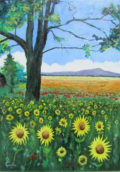 Veld met zonnebloemen