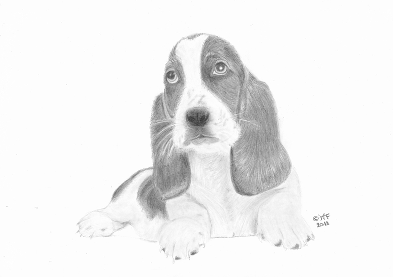 Basset puppy
