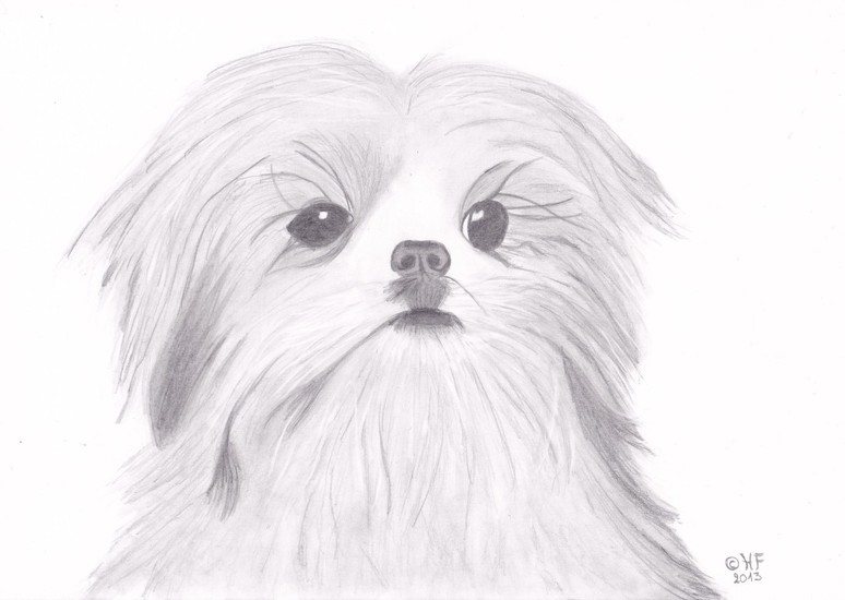Shih Tzu