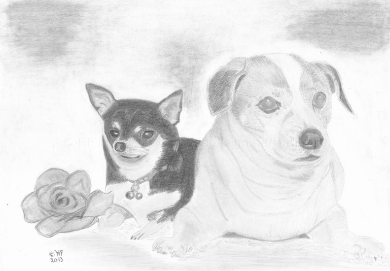 Chihuahua en Jack Russel