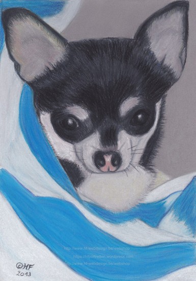 Chihuahua