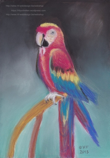 Ara (Geelvleugelara) / Ara Macao