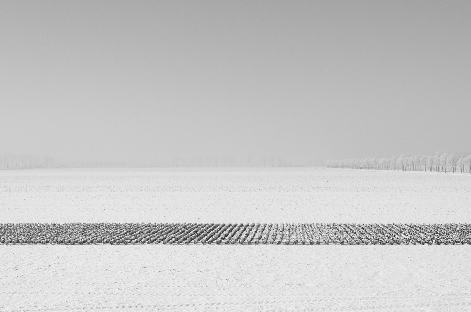 winter I black and white