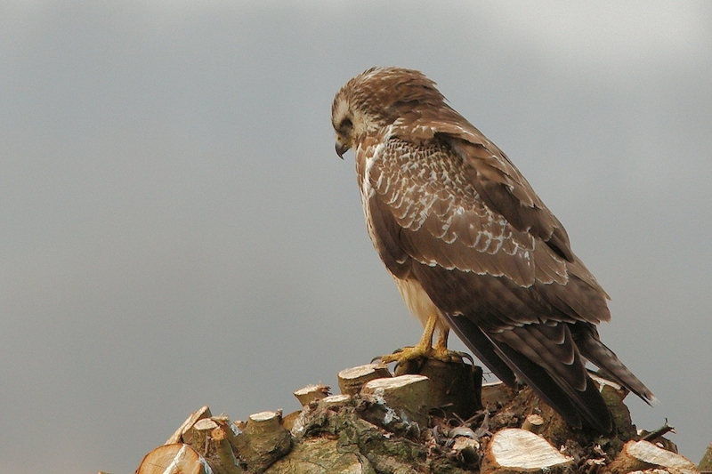 Buizerd