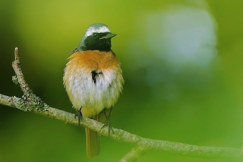 Gekraagde roodstaart