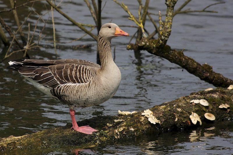 Grauwe gans