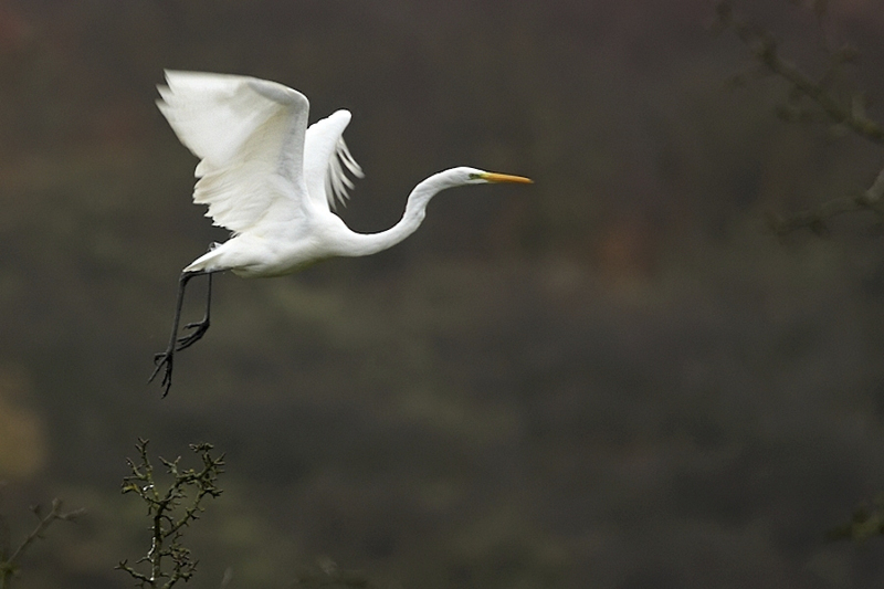Grote zilverreiger