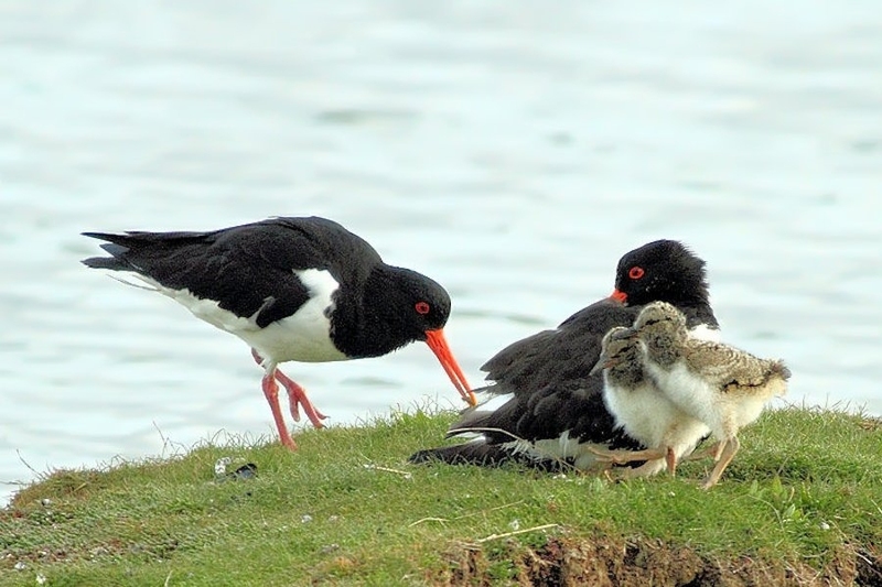 Scholekster met pullen