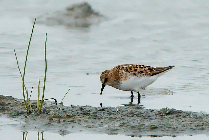 Temmincks strandloper