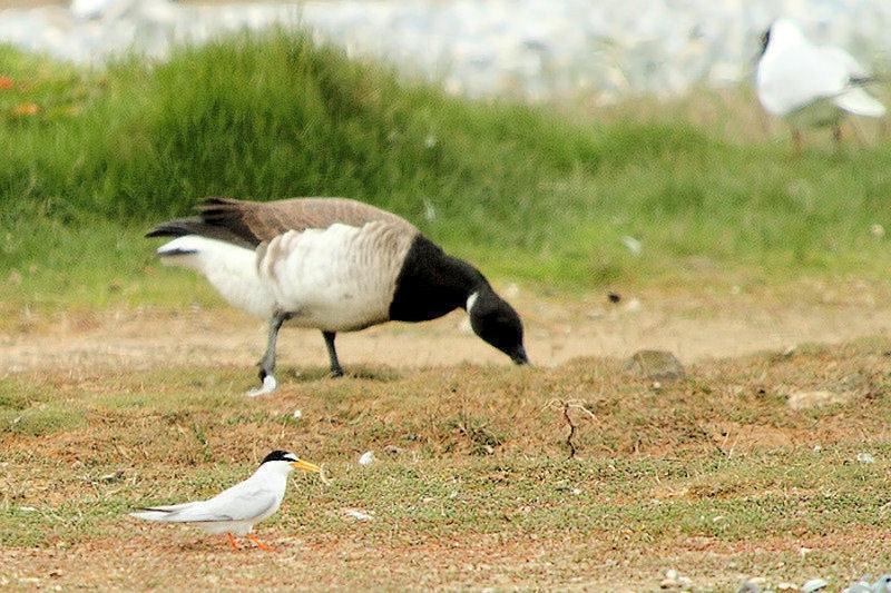 Dwergstern met Witbuikrotgans