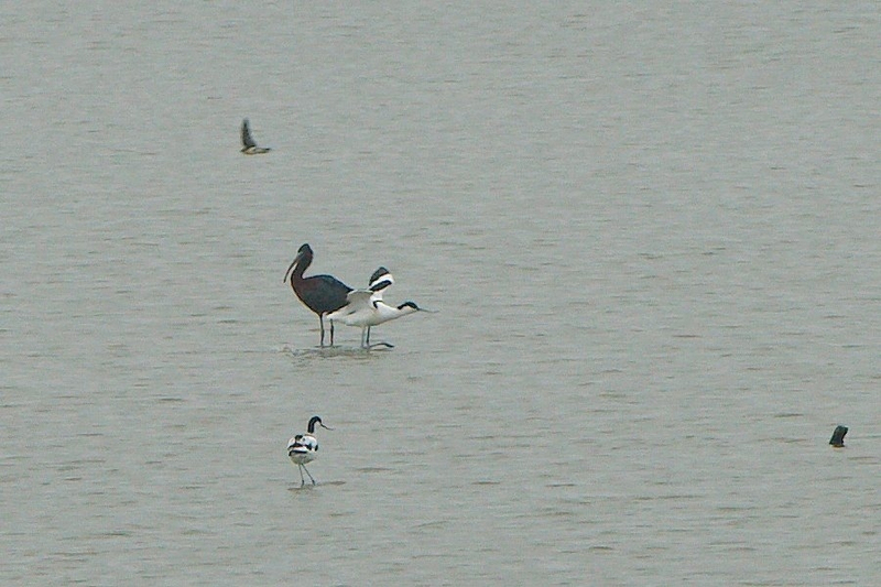Zwarte ibis