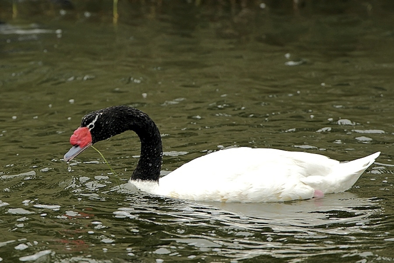 Zwarthalszwaan