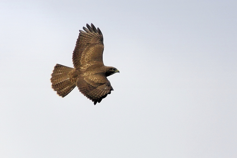 Buizerd