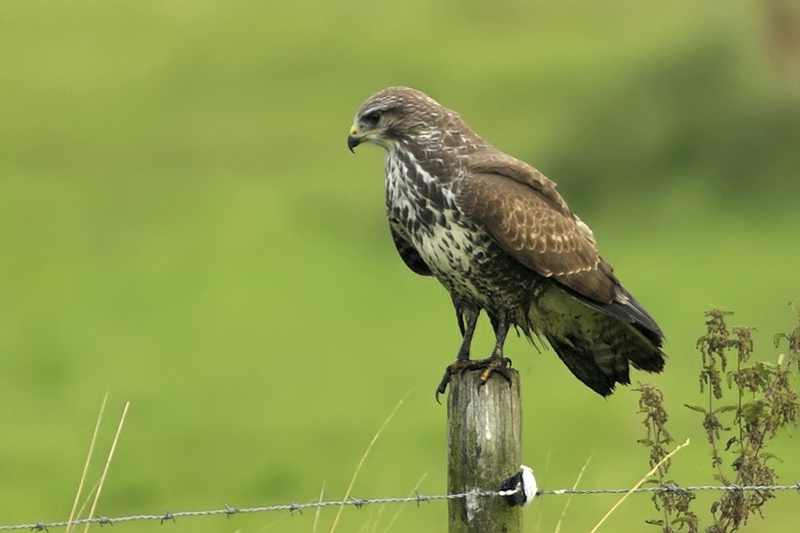 Buizerd