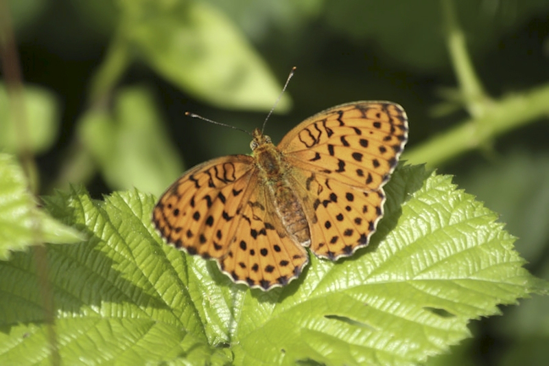 Braamparelmoervlinder