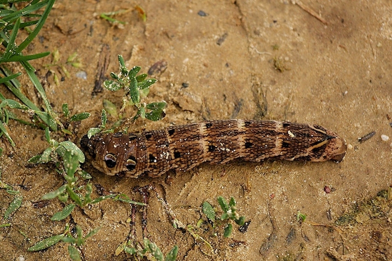 Groot avondrood rups (olifantrups)