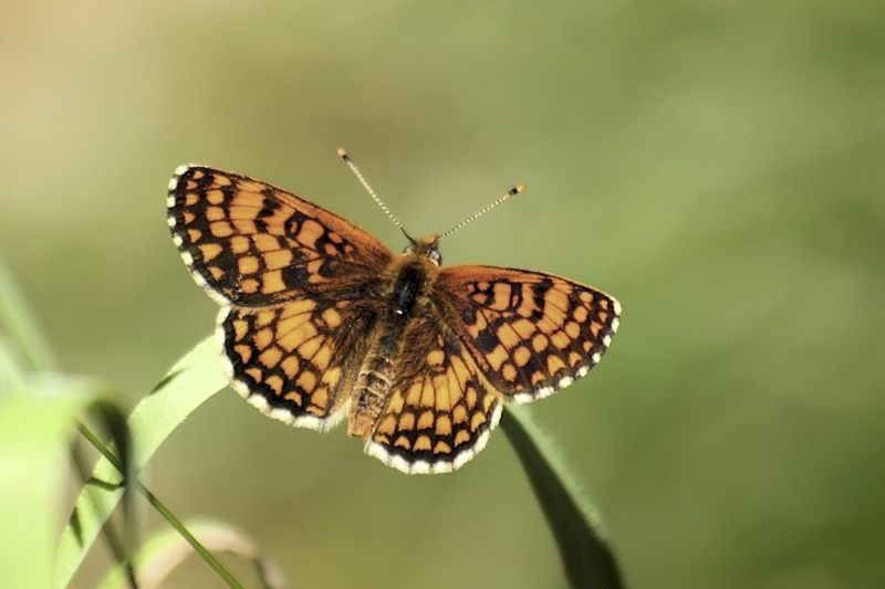 Steppeparelmoervlinder