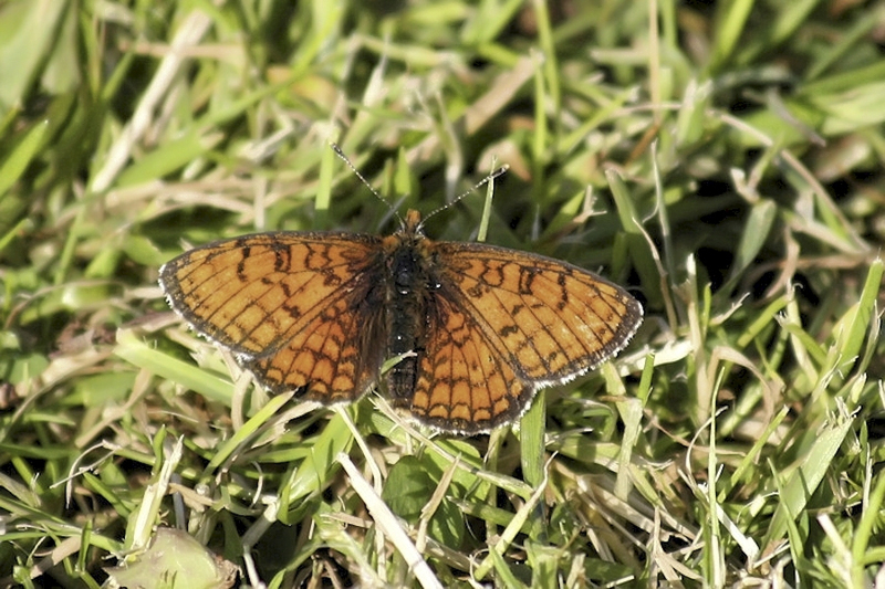 Westelijke parelmoervlinder