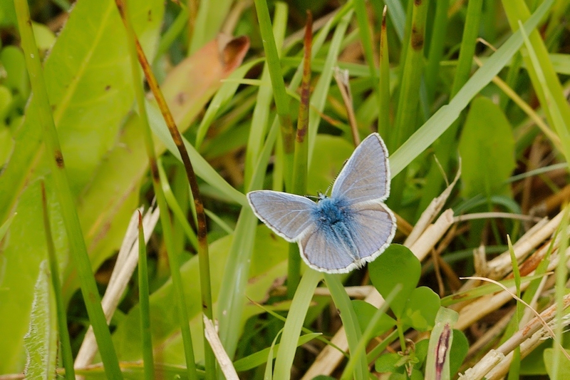 Icarusblauwtje man