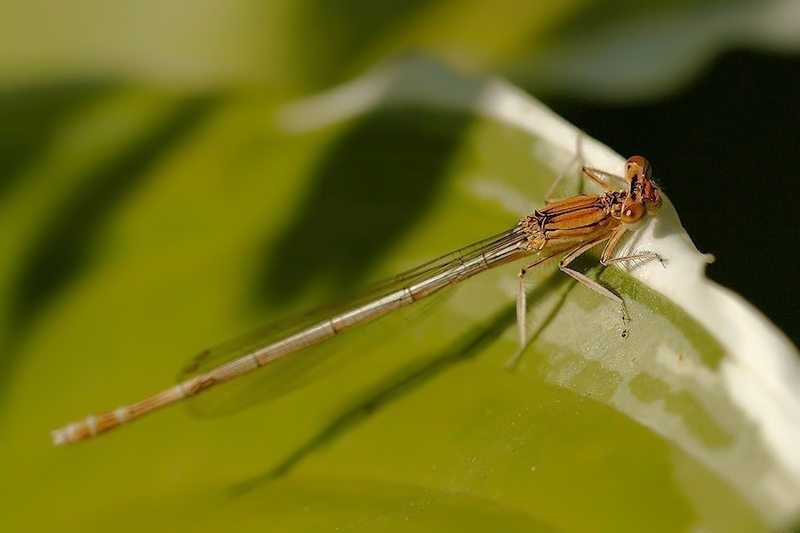 Blauwe breedscheenjuffer vrouw