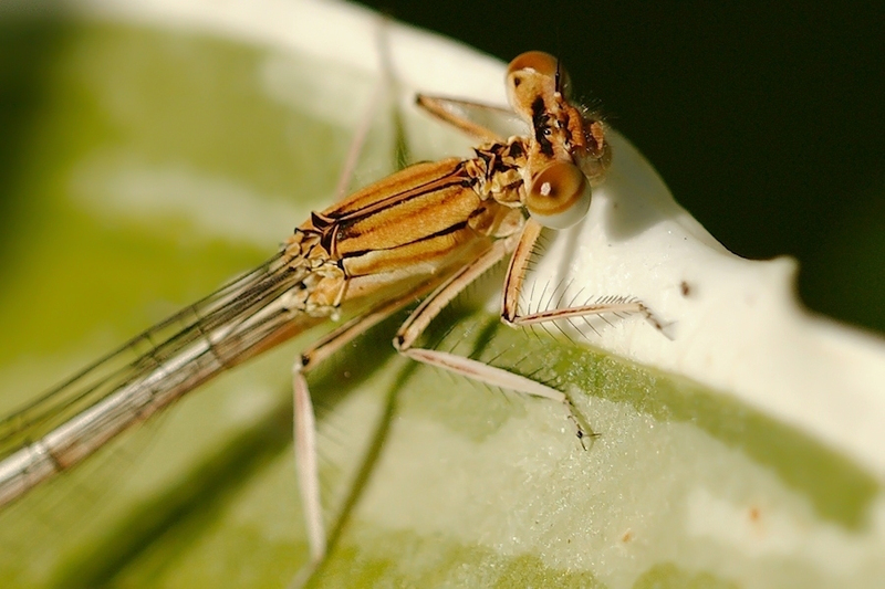 Blauwe breedscheenjuffer vrouw